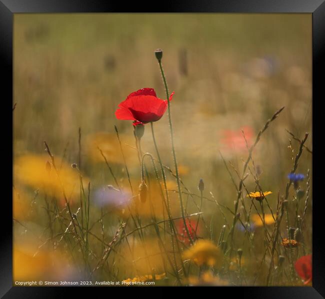 A close up of a poppy  flower Framed Print by Simon Johnson