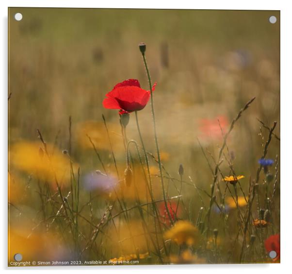 A close up of a poppy  flower Acrylic by Simon Johnson