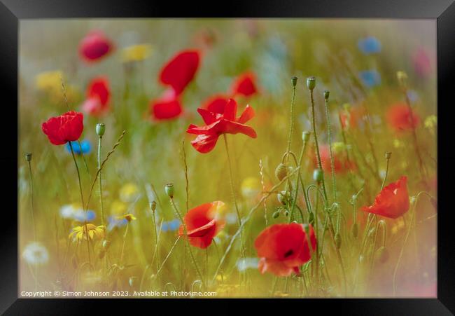  Poppy flowers Framed Print by Simon Johnson