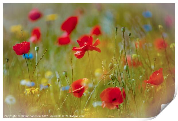  Poppy flowers Print by Simon Johnson