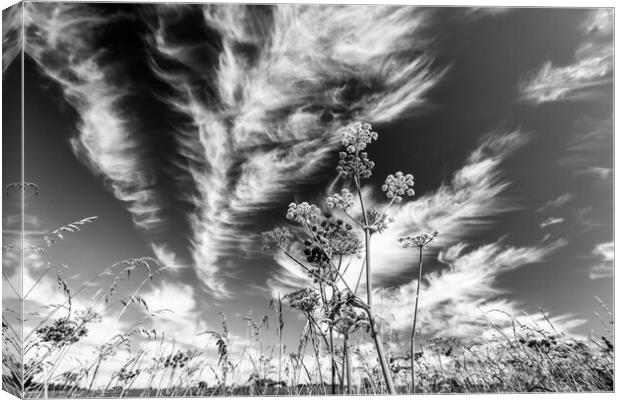 clouds and grasses Canvas Print by Simon Johnson