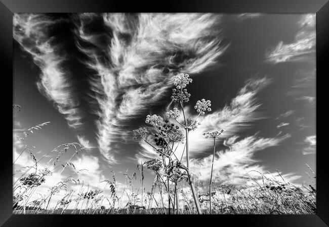 clouds and grasses Framed Print by Simon Johnson