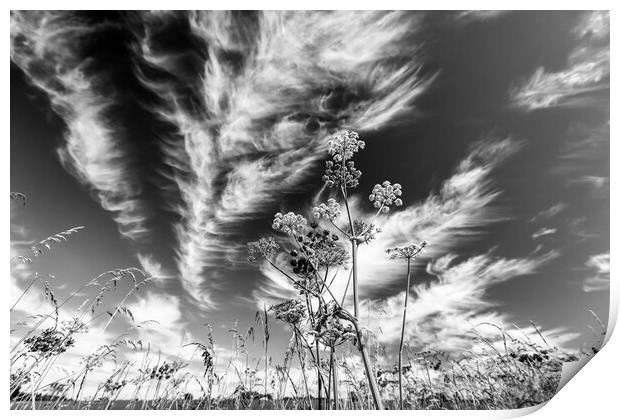 clouds and grasses Print by Simon Johnson