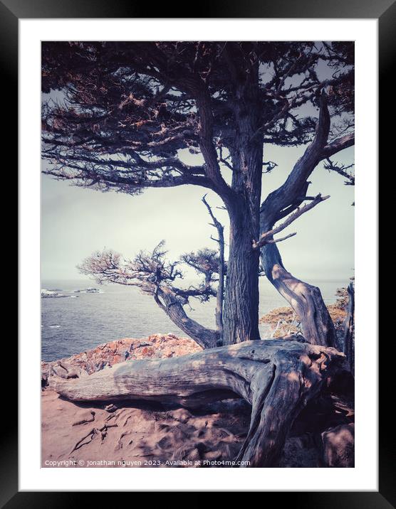 cypress tree Framed Mounted Print by jonathan nguyen