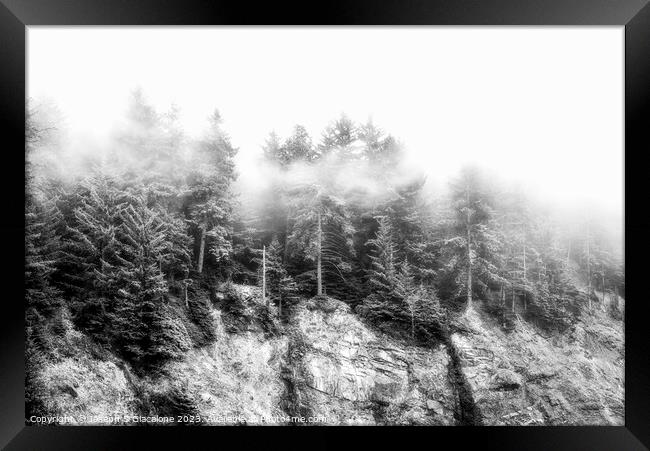 Trees In The Mist - Oregon Framed Print by Joseph S Giacalone