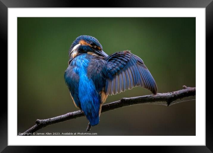 KingFisher  Framed Mounted Print by James Allen