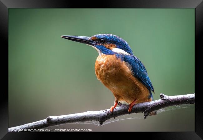 Kingfisher  Framed Print by James Allen