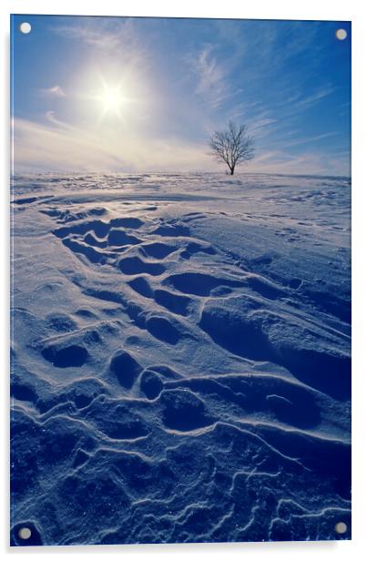 lone tree on hill during winter Acrylic by Dave Reede