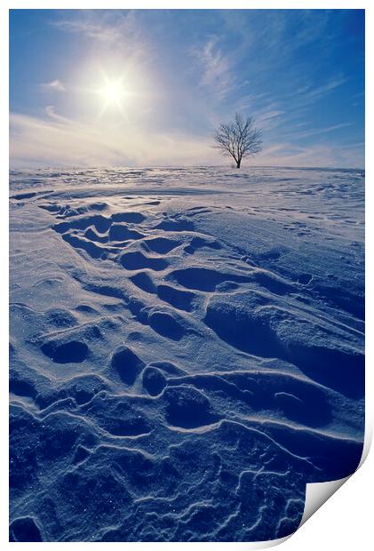 lone tree on hill during winter Print by Dave Reede