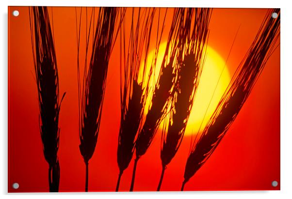 Barley Sunset Acrylic by Dave Reede