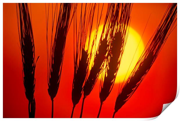 Barley Sunset Print by Dave Reede