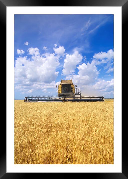 barley harvest Framed Mounted Print by Dave Reede