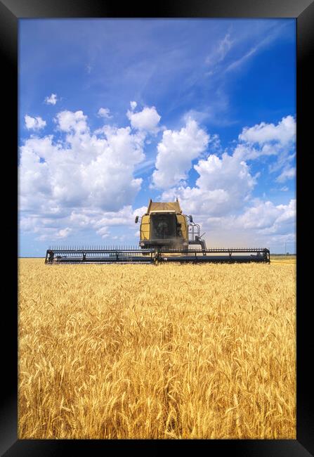 barley harvest Framed Print by Dave Reede