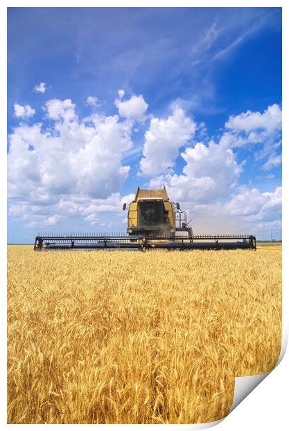 barley harvest Print by Dave Reede