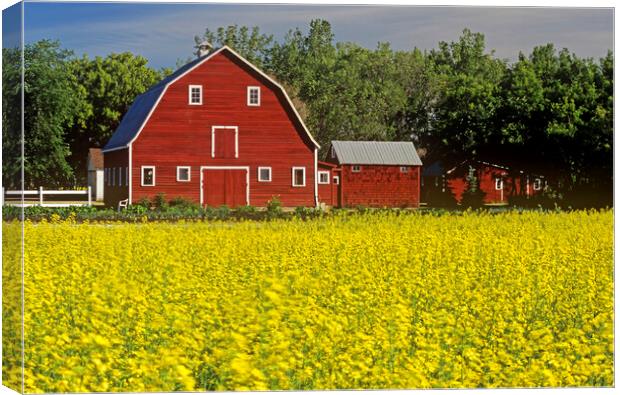a field of bloom stage canola with a barn in  background Canvas Print by Dave Reede