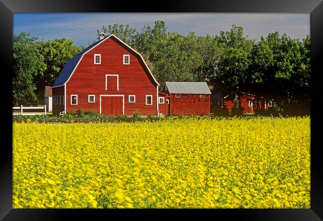 a field of bloom stage canola with a barn in  background Framed Print by Dave Reede