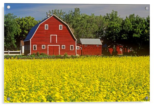 a field of bloom stage canola with a barn in  background Acrylic by Dave Reede