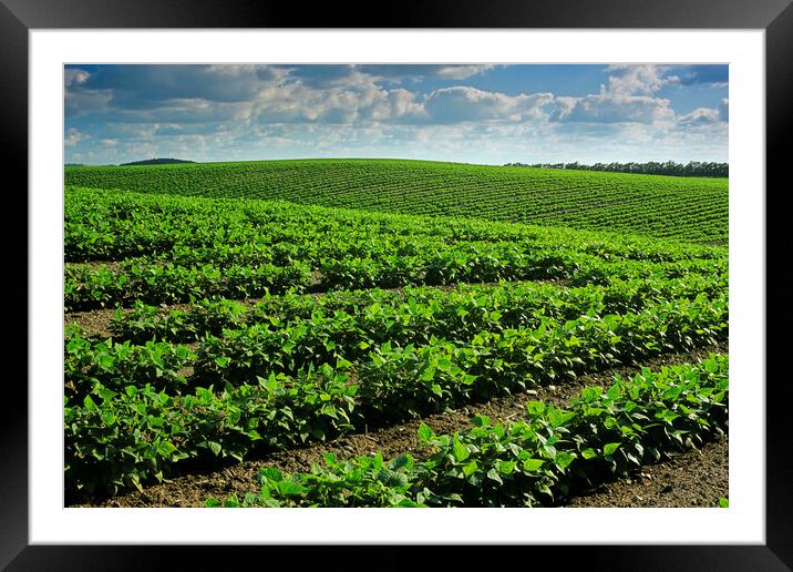 Bean Field Framed Mounted Print by Dave Reede