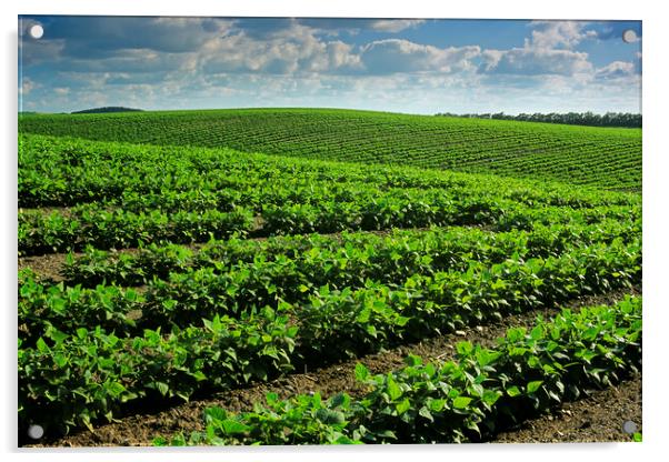 Bean Field Acrylic by Dave Reede