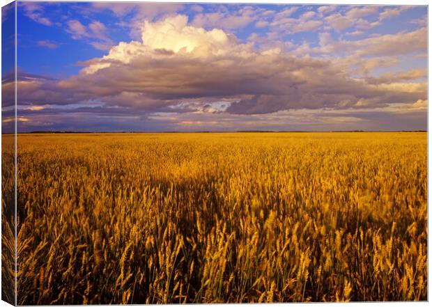 mature spring wheat field with developing cumulonimbus cloud Canvas Print by Dave Reede