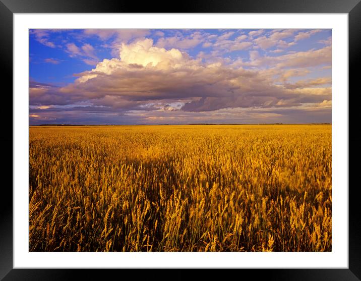 mature spring wheat field with developing cumulonimbus cloud Framed Mounted Print by Dave Reede