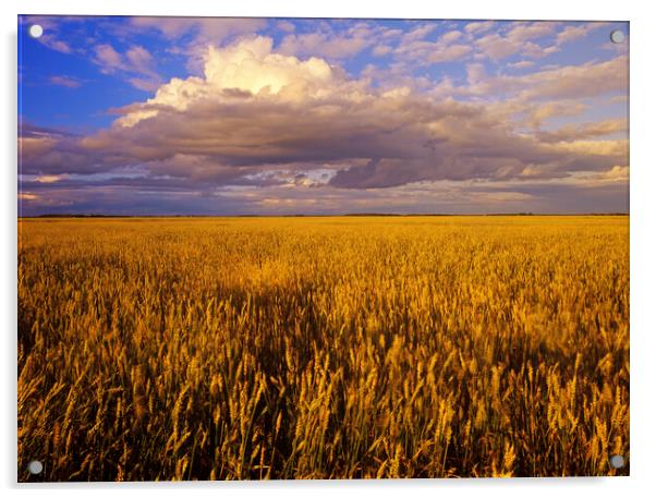 mature spring wheat field with developing cumulonimbus cloud Acrylic by Dave Reede