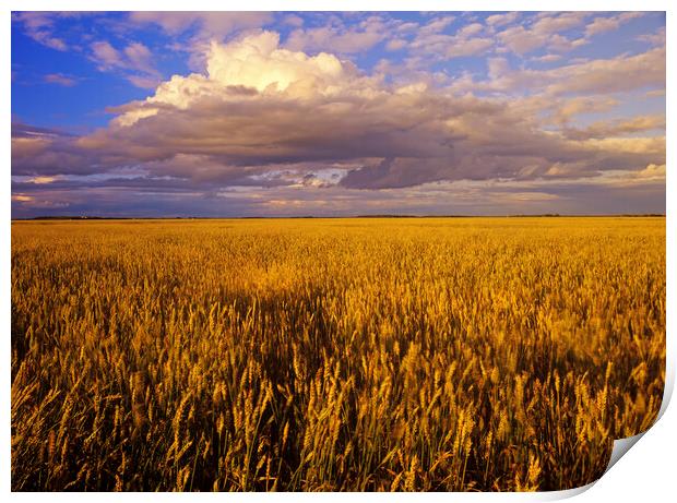 mature spring wheat field with developing cumulonimbus cloud Print by Dave Reede