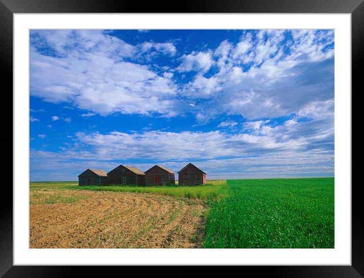 abandoned grain bins in  field Framed Mounted Print by Dave Reede