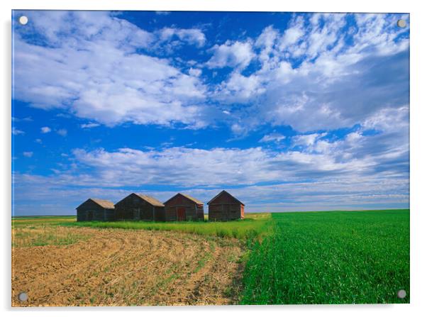 abandoned grain bins in  field Acrylic by Dave Reede