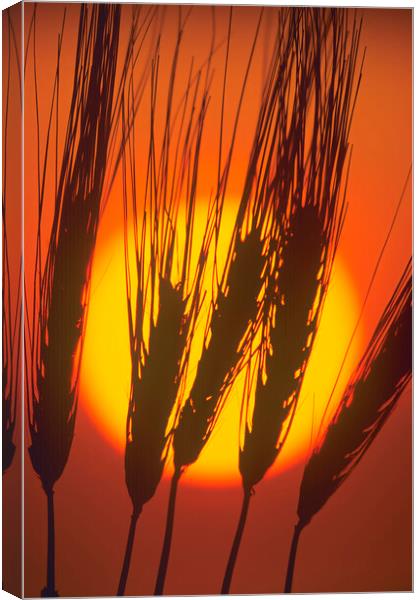 barley at sunset Canvas Print by Dave Reede