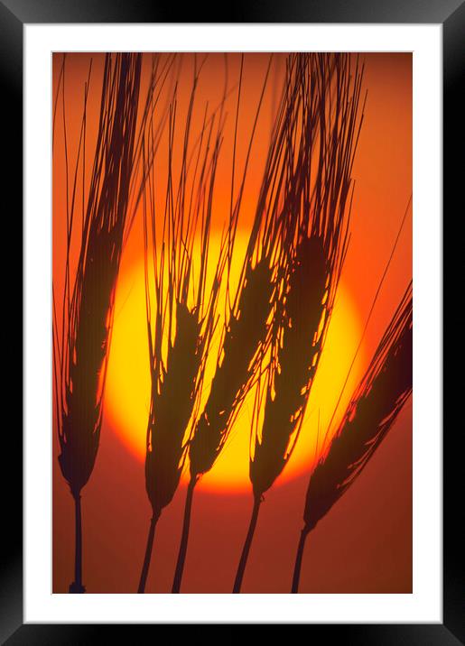 barley at sunset Framed Mounted Print by Dave Reede