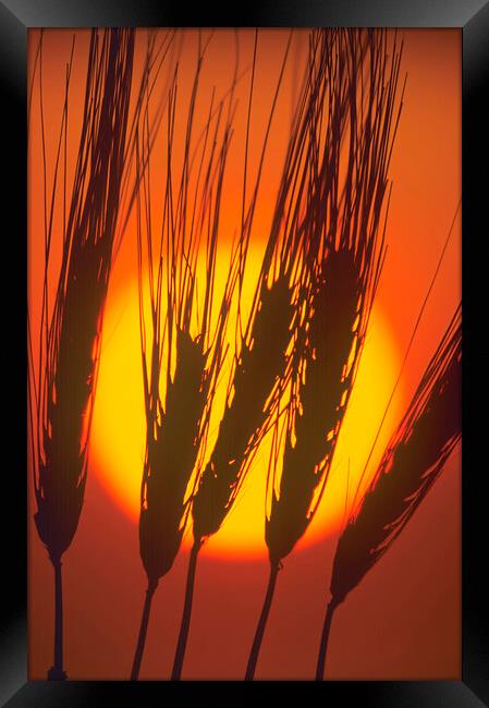 barley at sunset Framed Print by Dave Reede