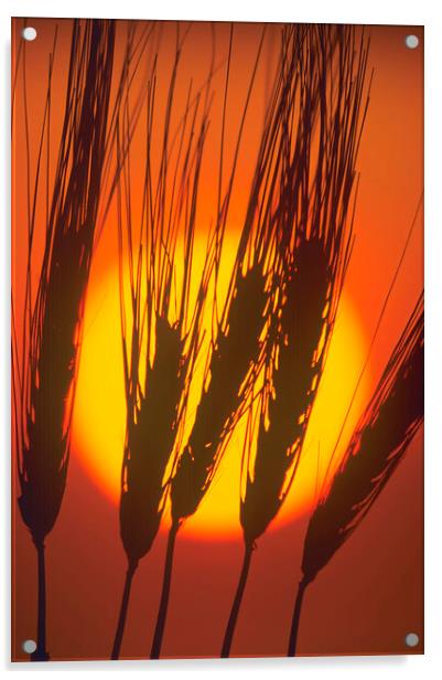 barley at sunset Acrylic by Dave Reede