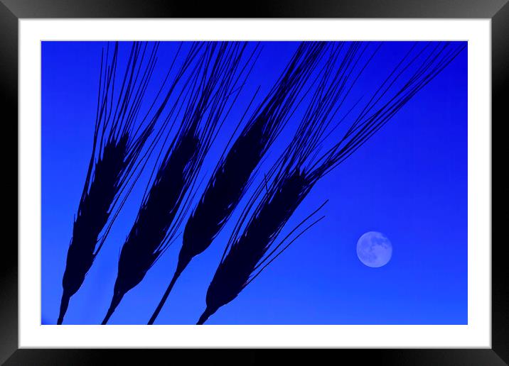 durum wheat Framed Mounted Print by Dave Reede