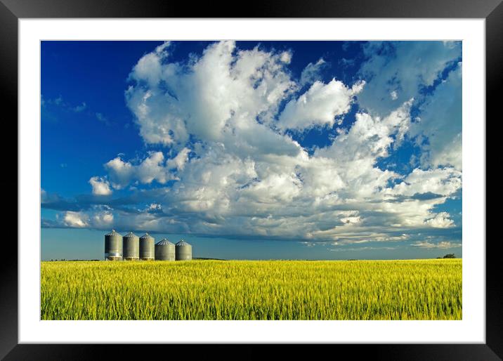 barley field Framed Mounted Print by Dave Reede