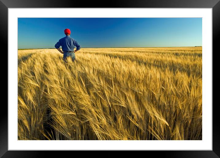 man in barley field Framed Mounted Print by Dave Reede