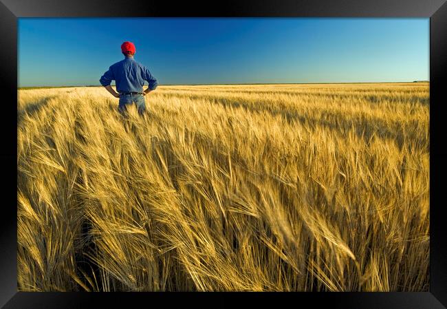 man in barley field Framed Print by Dave Reede