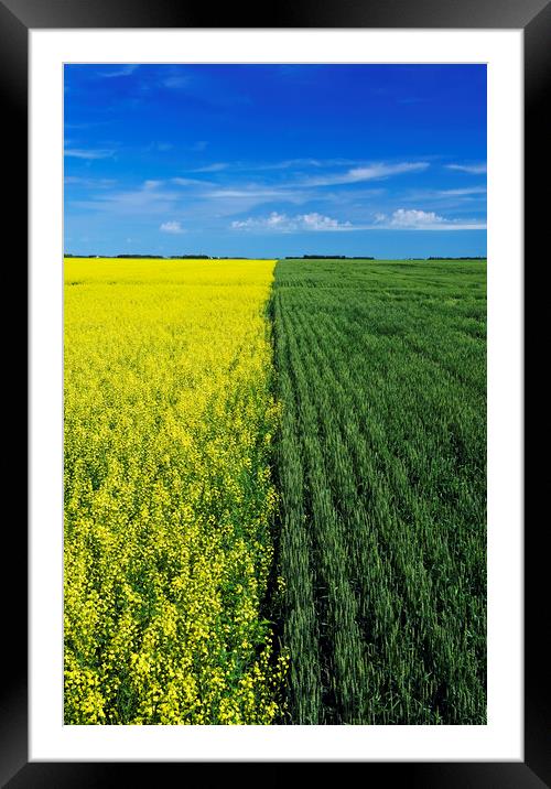 wheat and canola fields Framed Mounted Print by Dave Reede