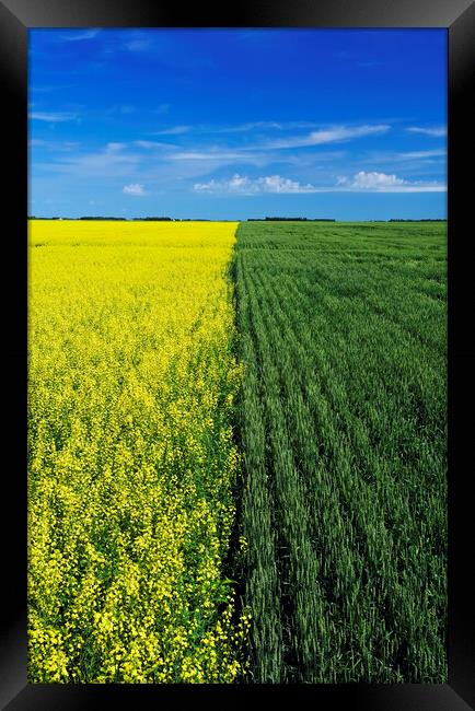 wheat and canola fields Framed Print by Dave Reede