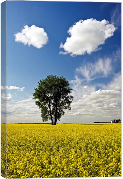 canola field with cottonwood tree Canvas Print by Dave Reede