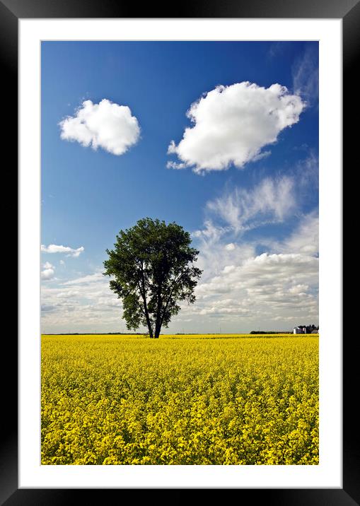 canola field with cottonwood tree Framed Mounted Print by Dave Reede