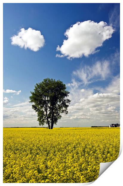 canola field with cottonwood tree Print by Dave Reede