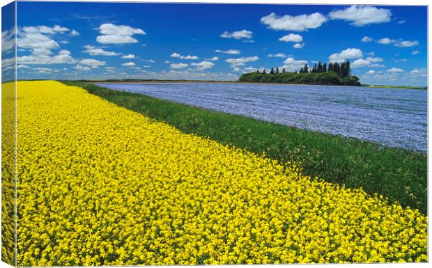 flowering canola field with flax in the background Canvas Print by Dave Reede