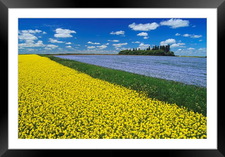 flowering canola field with flax in the background Framed Mounted Print by Dave Reede