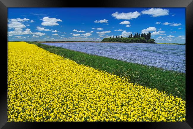 flowering canola field with flax in the background Framed Print by Dave Reede