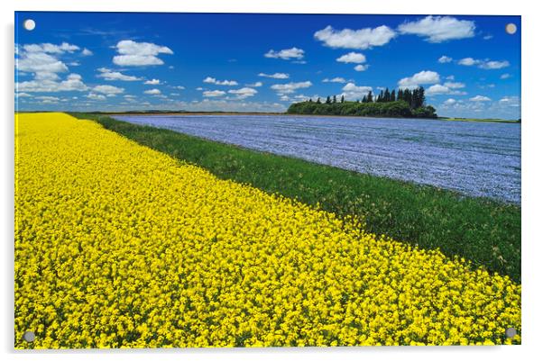 flowering canola field with flax in the background Acrylic by Dave Reede