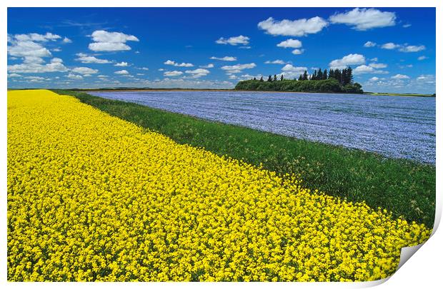 flowering canola field with flax in the background Print by Dave Reede