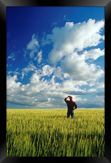 a man looks out over a barley field and sky with clouds Framed Print by Dave Reede