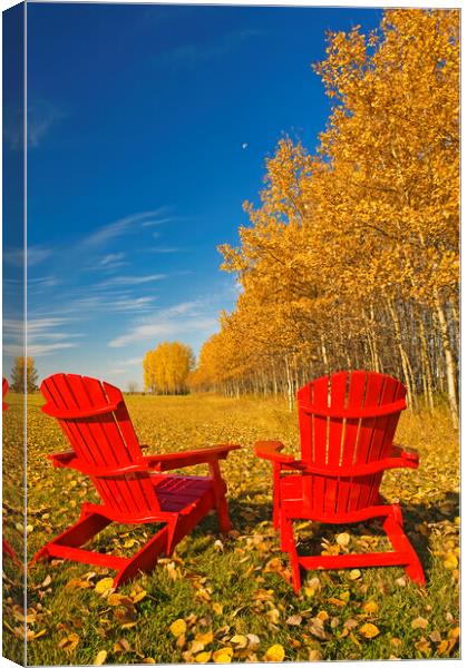 two chairs at the edge of a field with aspen in au Canvas Print by Dave Reede