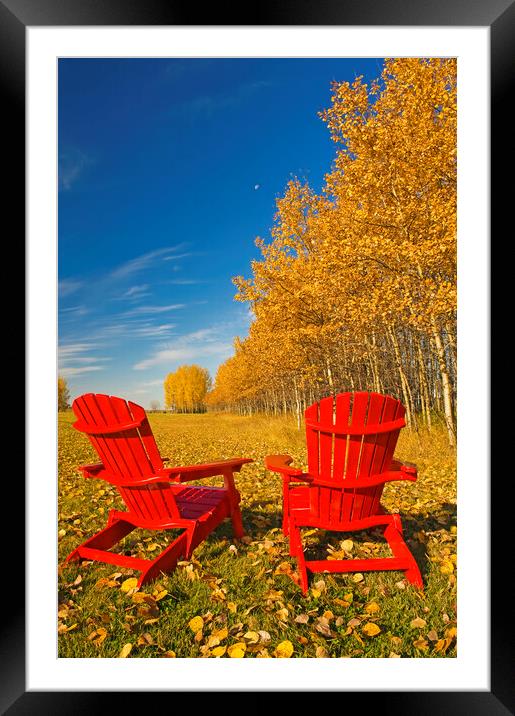two chairs at the edge of a field with aspen in au Framed Mounted Print by Dave Reede